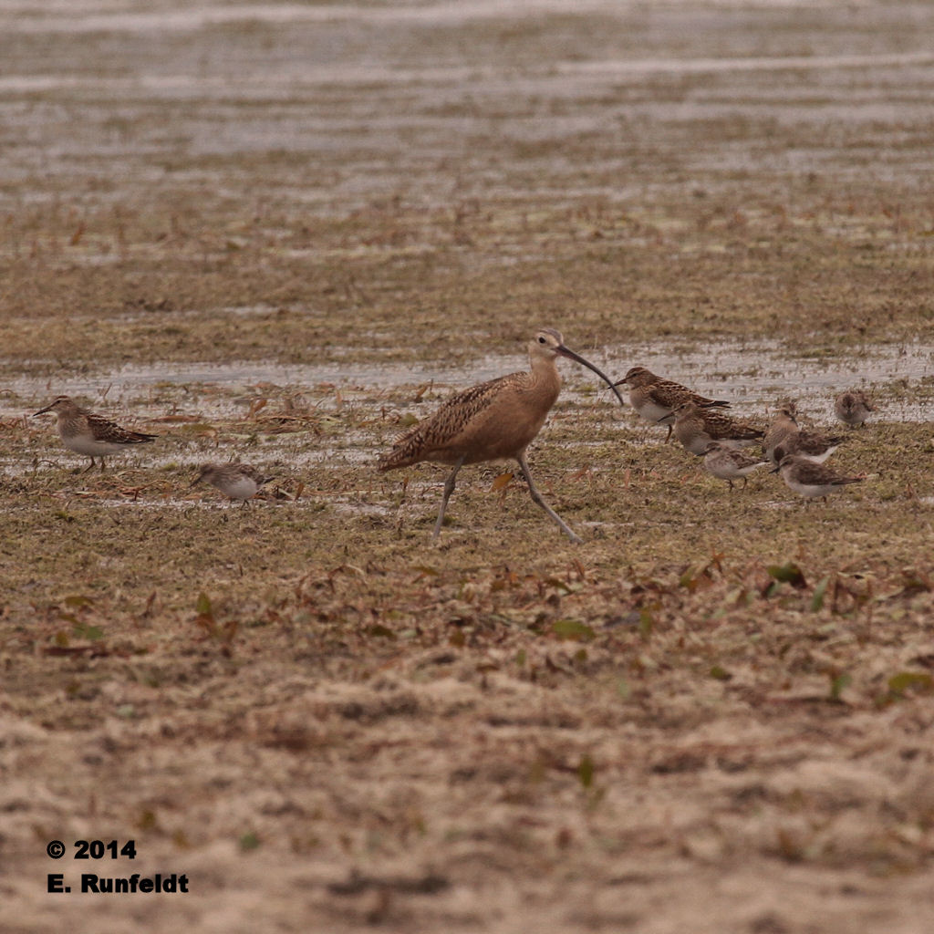13Sept 479.jpg - Long-billed Curlew, Pectoral Sandpipers, Least Sandpipers
